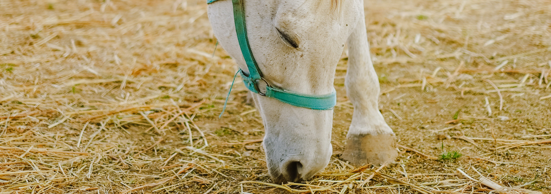 a laminitic horse
