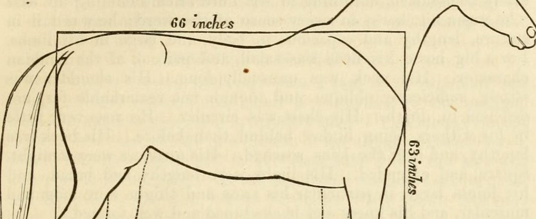 measuring a horse