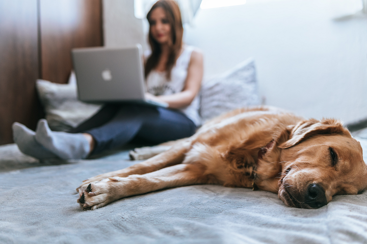 pet insurance cost in Australia