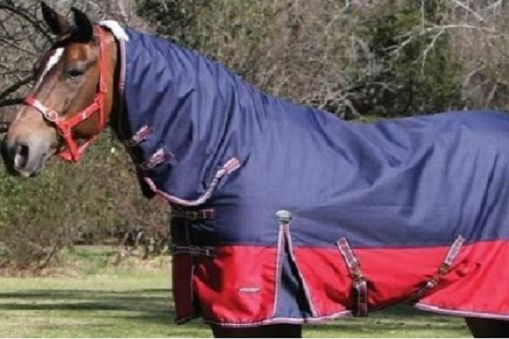 a bay horse with red and blue winter combo rug