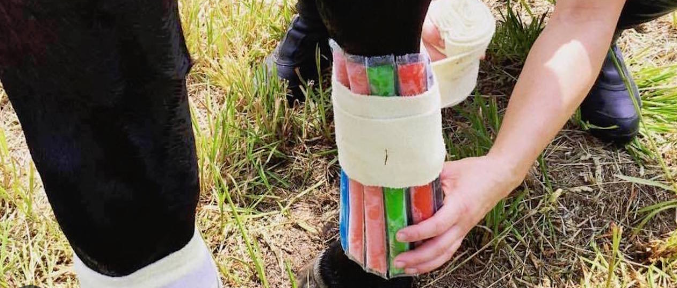 home made ice boots for horses