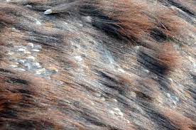 horse skin conditions