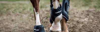 a horse with splint boots on