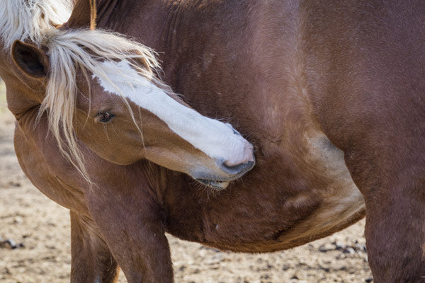 a chart of gastric ulcers in horses