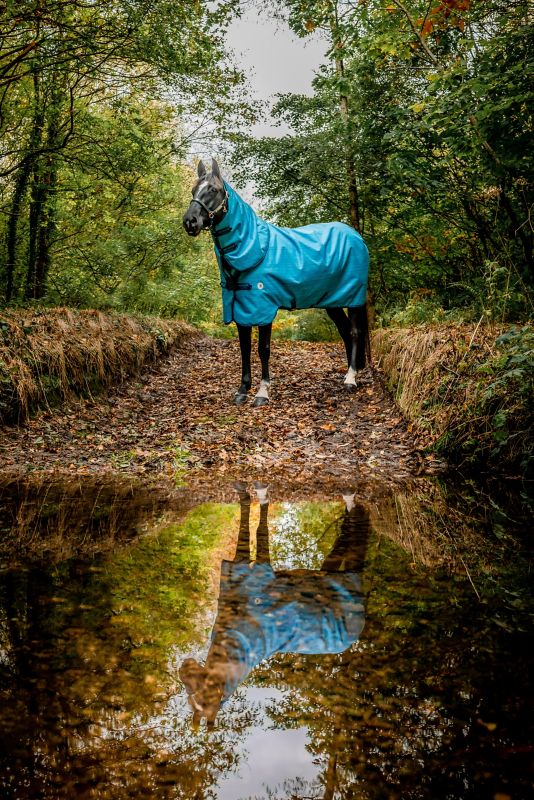 Horse in blue Horseware blanket standing by forest puddle reflection.