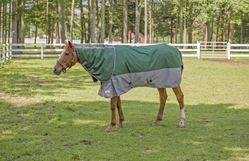 Horse wearing green Tuffrider blanket in sunny fenced pasture.
