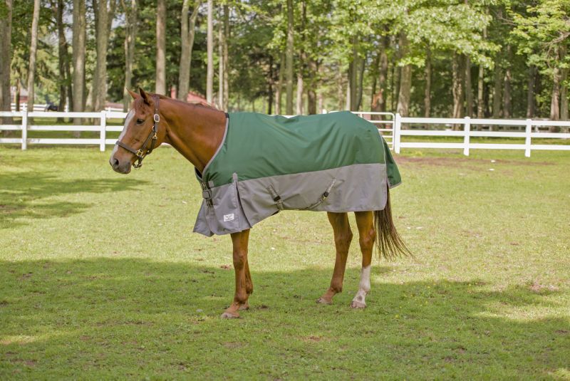 Horse wearing Tuffrider blanket standing in sunny fenced pasture.