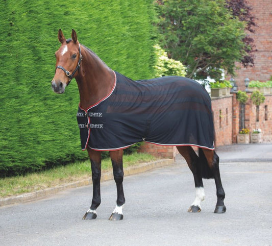 Brown horse in yard wearing a black cooler blanket.