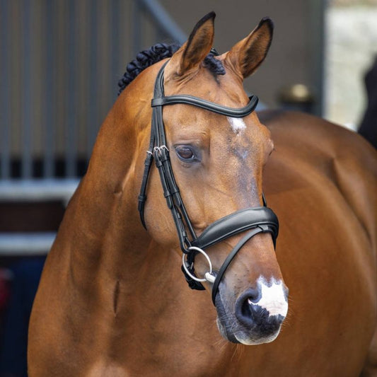 Brown horse wearing a black dressage bridle, outdoor background.