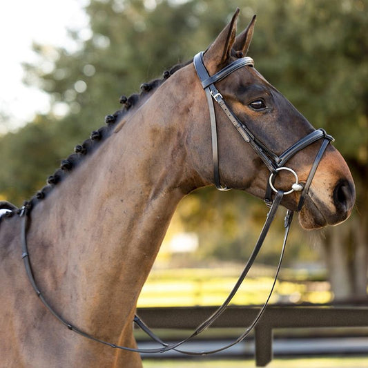 Brown horse wearing a black dressage bridle in sunlight.