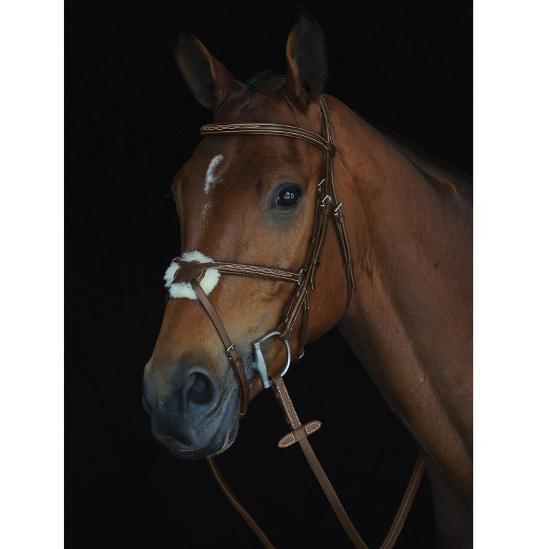 Brown horse with Collegiate bridle, black background, profile view.