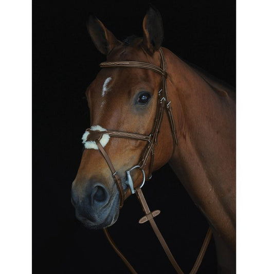 A horse in Collegiate brand bridle against a black background.