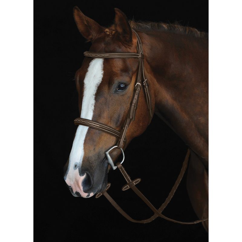 Brown horse with white stripe wearing Collegiate bridle on black background.