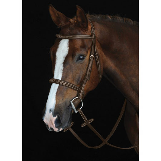Collegiate brand bridle on a brown horse with white blaze.