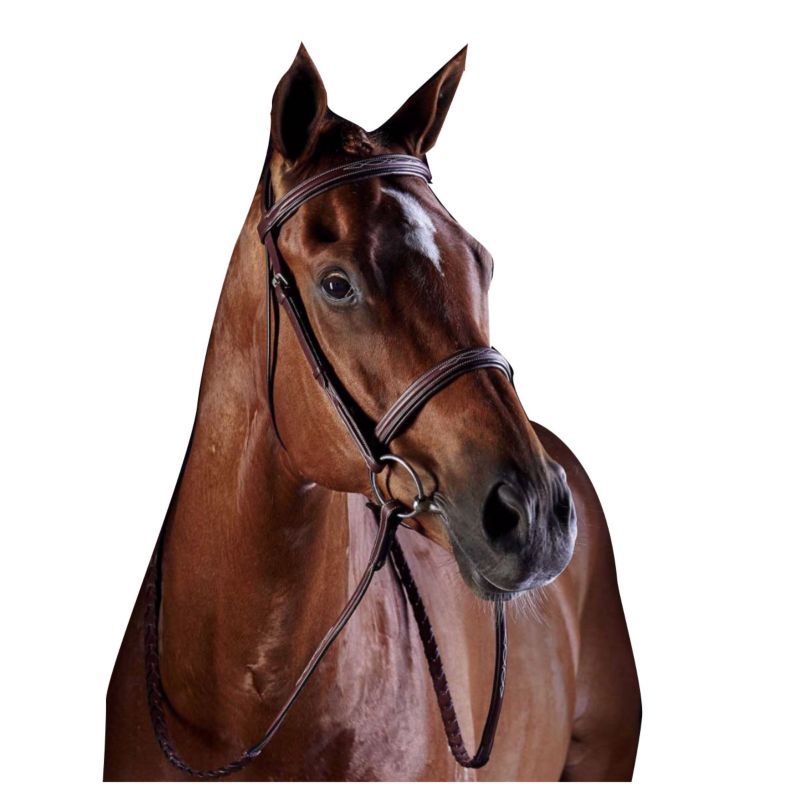 A bay horse wearing a Collegiate brand bridle, isolated on white.