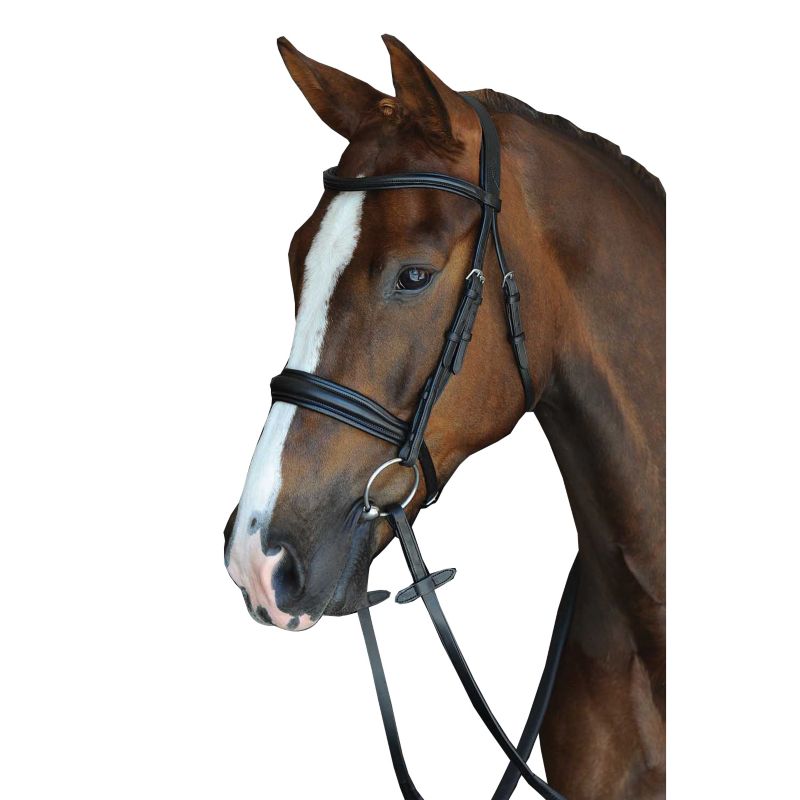 Collegiate brand bridle on brown horse with white blaze, profile view.