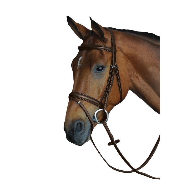 A bay horse head wearing a Collegiate brand bridle, white background.