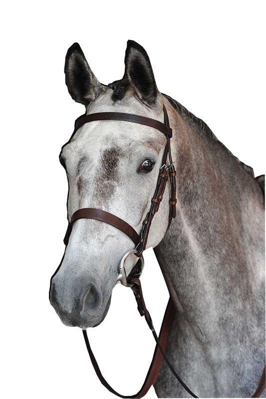 Grey horse with Collegiate brand bridle, white background.