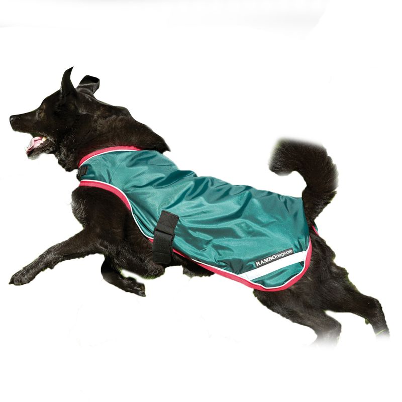 Black dog wearing a green Horseware raincoat, happily playing.