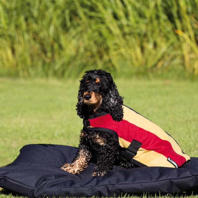 Dog wearing a Horseware brand blanket sitting on grass.