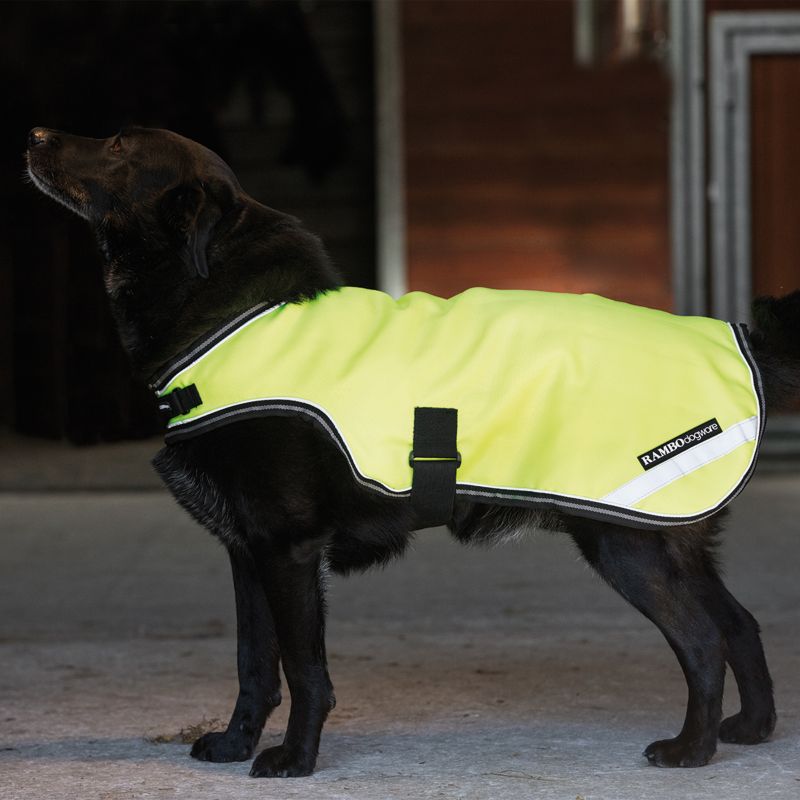 Dog wearing a reflective Horseware yellow jacket standing outside.