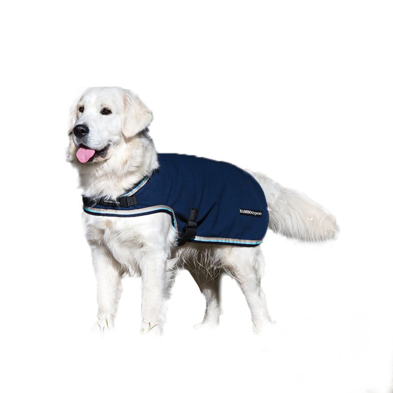 Golden Retriever wearing a blue Horseware coat, isolated on white.
